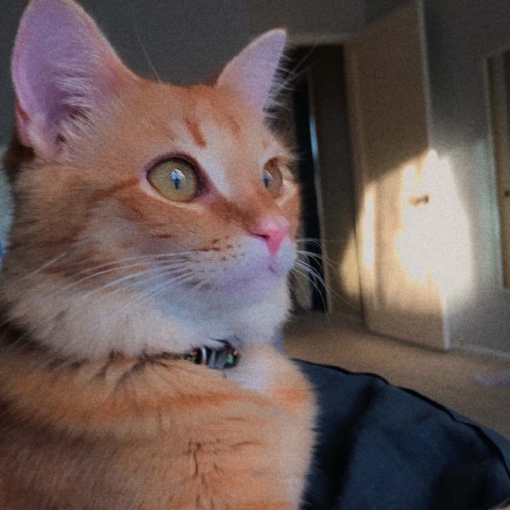 Meet your Posher, Sangeeta